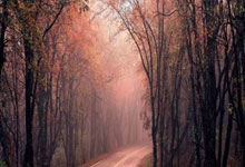 竞技宝：切尔西青训中场萨科伊本可能今晚首发，结果吃坏了食物中毒.